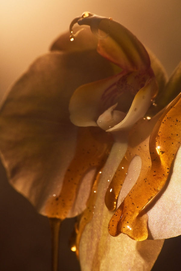 Extrait de Parfum AURA Maison Bisou — cognac, cannelle, fève tonka et vanille, gourmand
