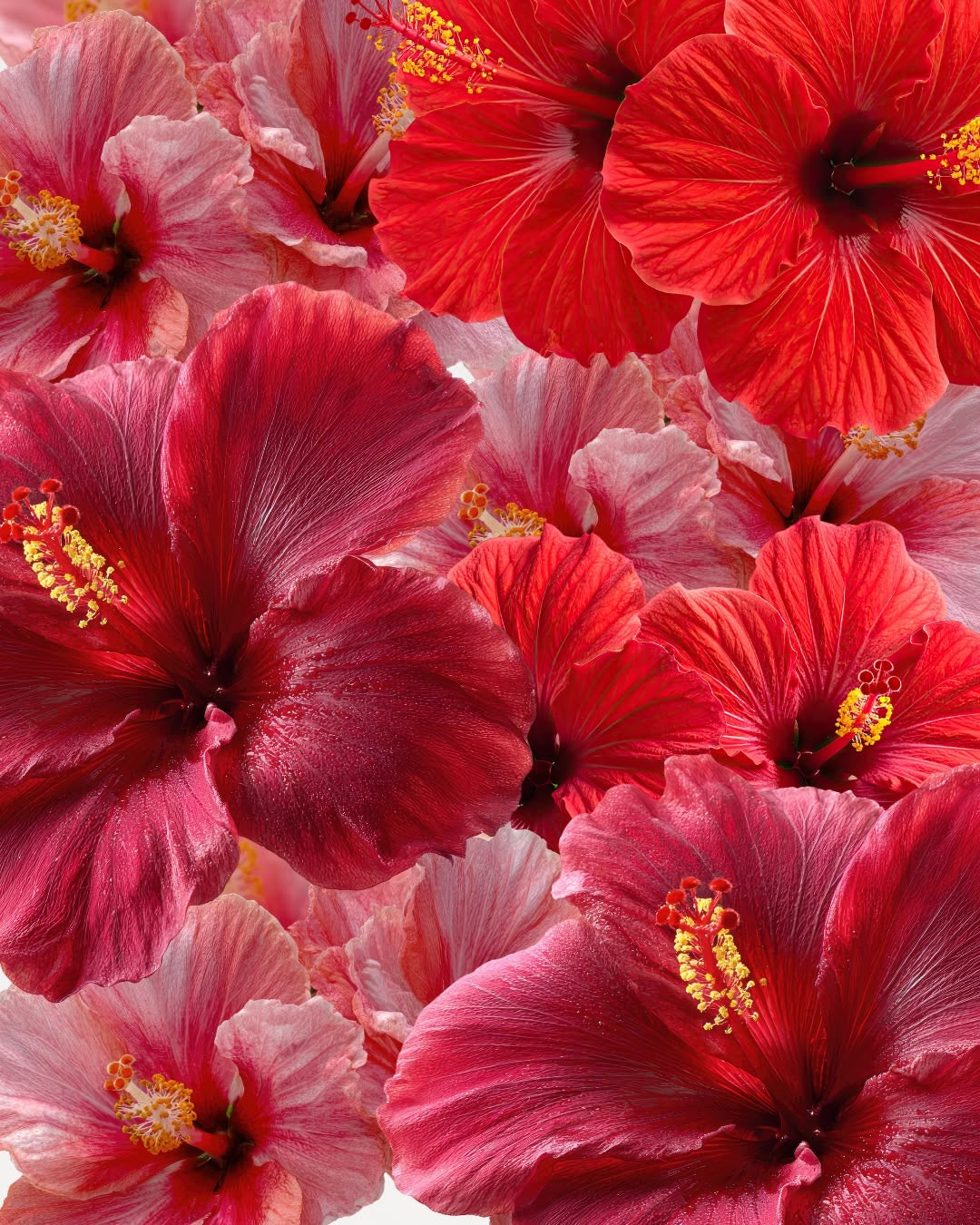 Extrait de Parfum PASSION Maison Bisou — newsletter