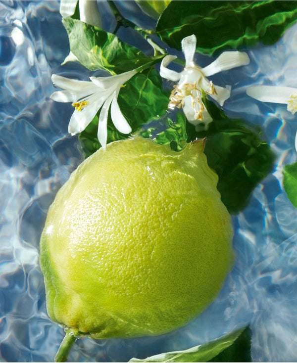 Extrait de Parfum PRÉSENCE Maison Bisou — bergamote, thé noir et Ambrox, fraîche et lumineuse