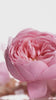 Vidéo Extrait de Parfum PASSION Maison Bisou — hibiscus, rose, vanille et musc, floral sensuel